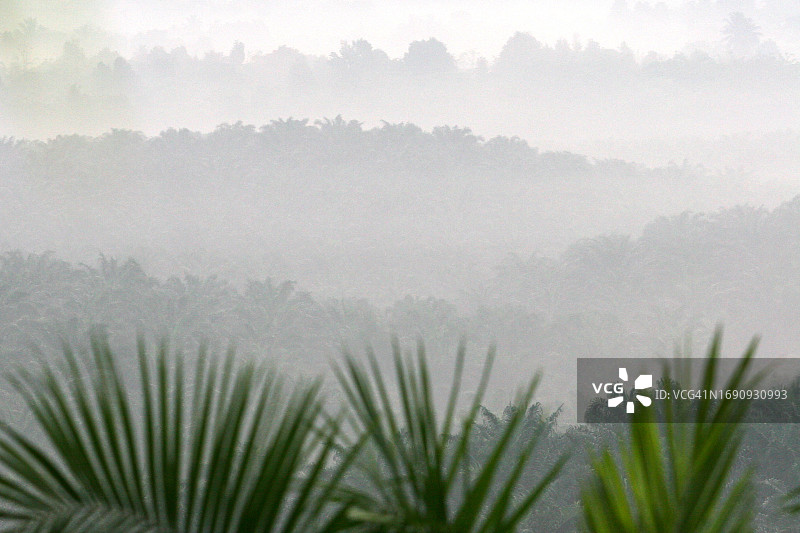 棕榈油种植园景观图片素材