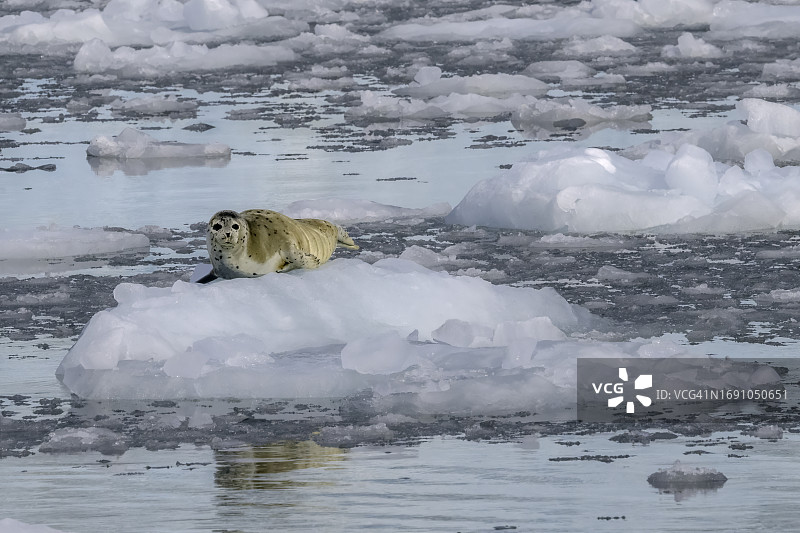 复活湾冰川上的海豹图片素材