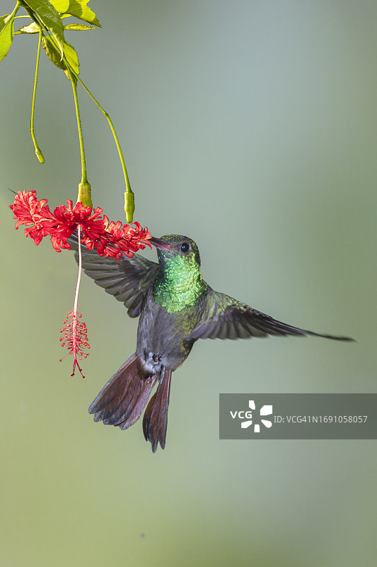 红尾蜂鸟采食花朵图片素材