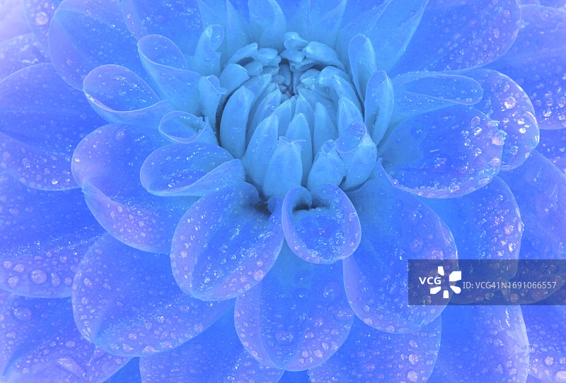 带水珠的蓝色大丽花图片素材