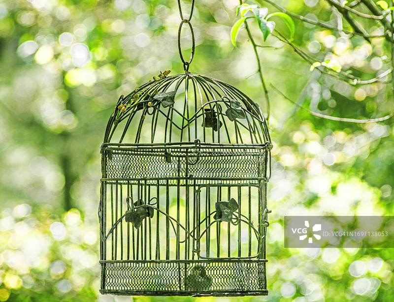 装饰鸟笼与仿真鸟图片素材