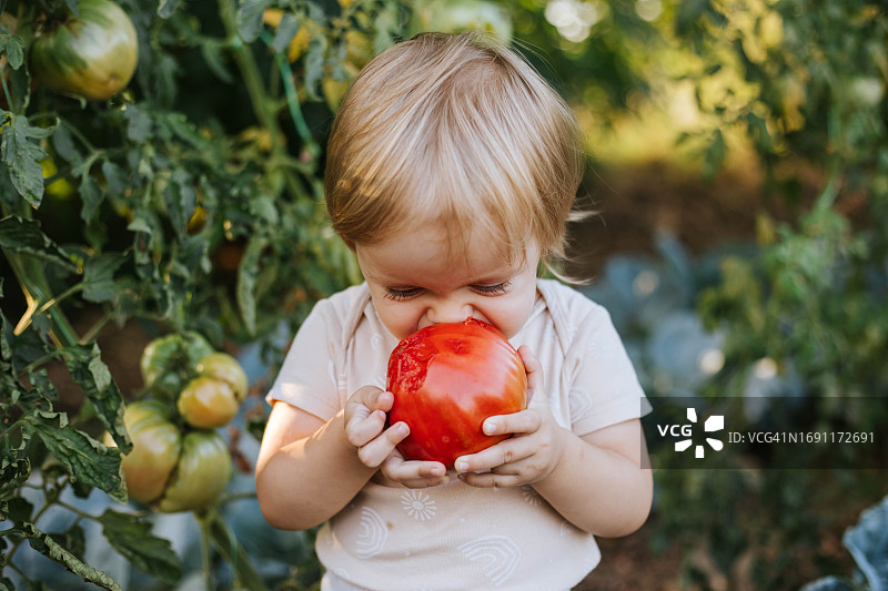 新鲜采摘的蔬菜图片素材