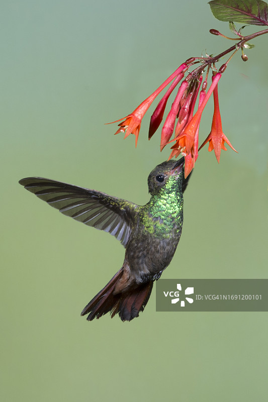 红尾蜂鸟采食花朵图片素材