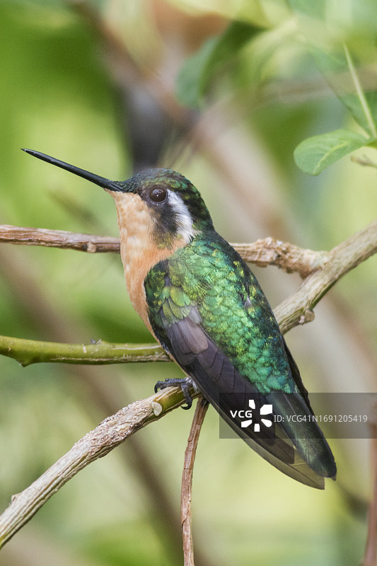 栖息的紫喉山宝石蜂鸟（雌性）图片素材