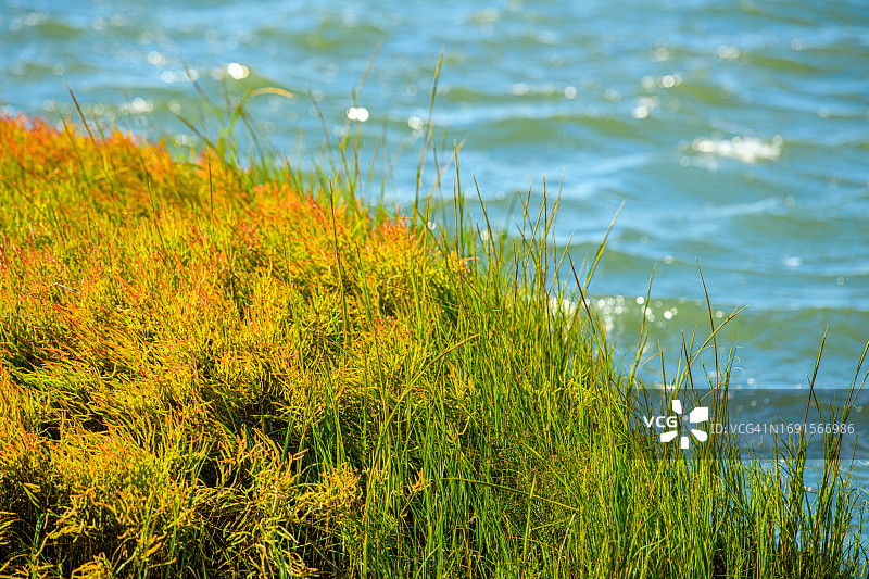 新泽西州梅角沼泽地区的腌草图片素材
