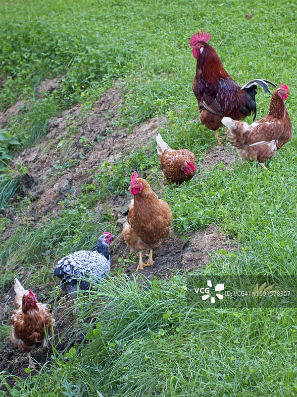 乡村户外散养的鸡图片素材