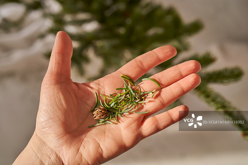 手中圣诞树的松针图片素材