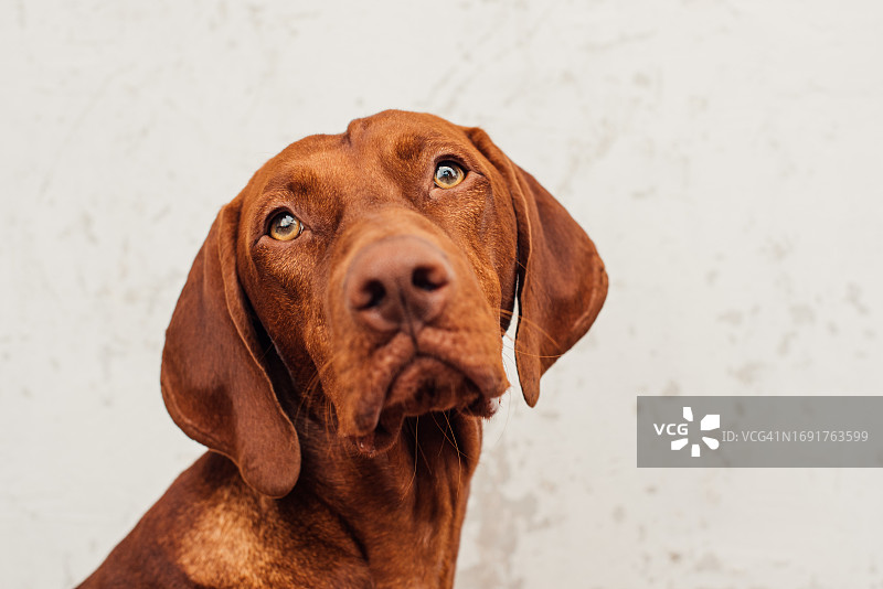 维兹拉犬抬头头像图片素材