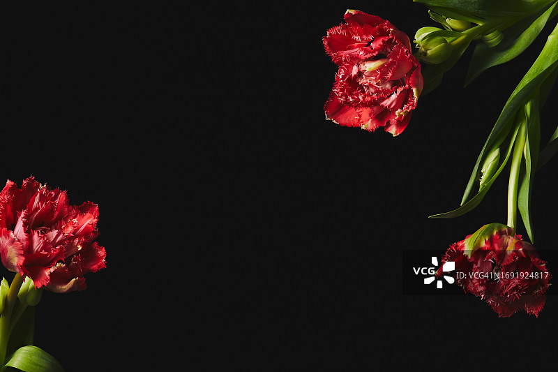 三朵红色郁金香花朵，隔离在纯黑色背景上，留有文案空间图片素材