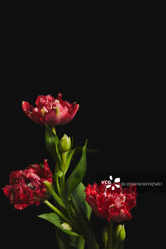 三朵红色郁金香花朵，隔离在纯黑色背景上，留有文案空间图片素材