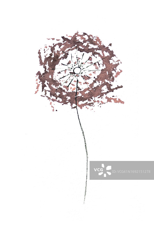 水彩花卉：蒲公英图片素材