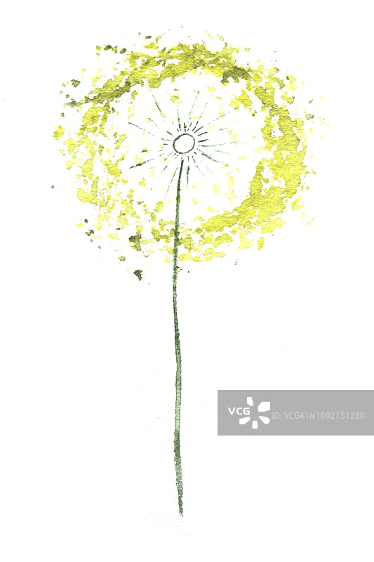 黄色水彩花卉蒲公英图片素材