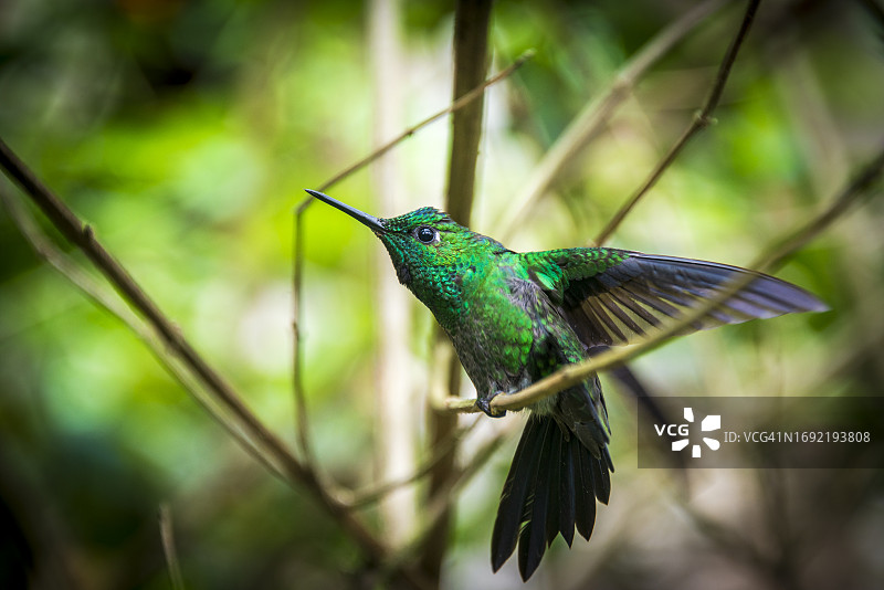 蓝绿色蜂鸟栖息在树枝上，哥斯达黎加图片素材