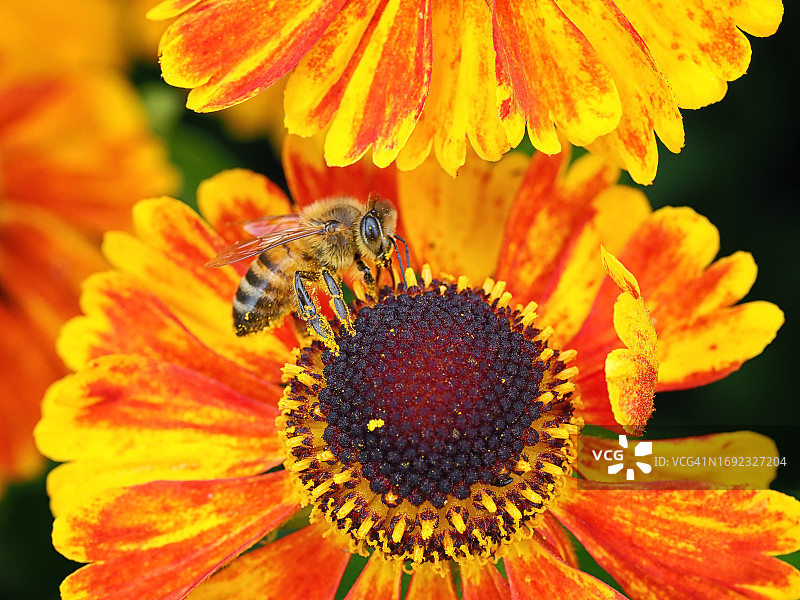 helenium花上的蜜蜂图片素材