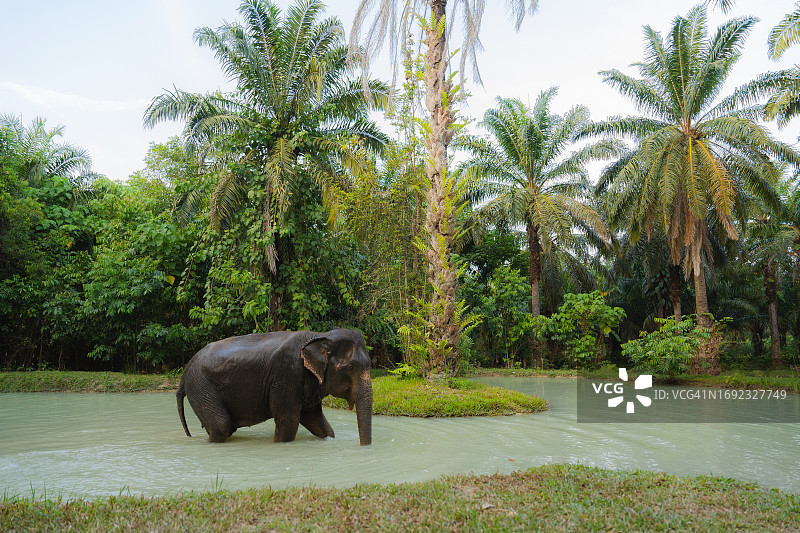 在泰国保护区沐浴的大象图片素材
