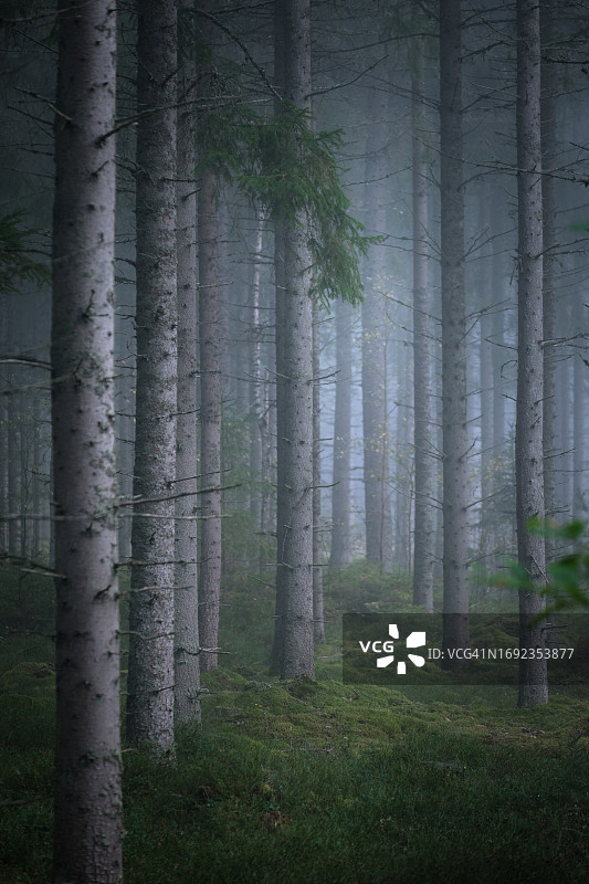 秋季低光下的雾中云杉林图片素材