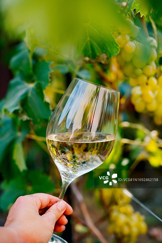 酒庄白葡萄酒杯图片素材