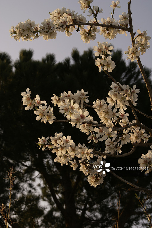 开花的扁桃树枝图片素材