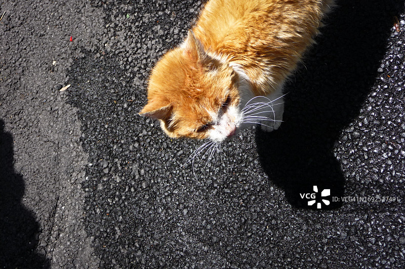 灰色沥青路面上的姜黄色猫图片素材