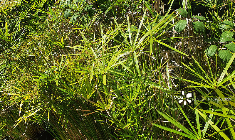 纸莎草植物图片素材
