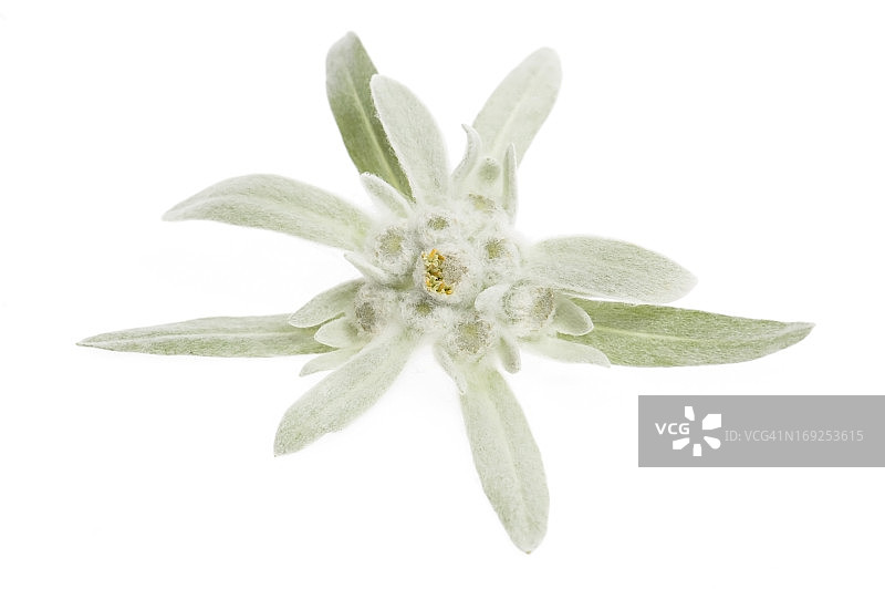 雪绒花图片素材