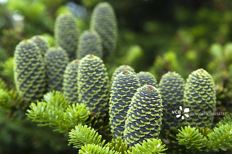 带松果的松树枝图片素材