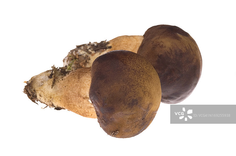 野生蘑菇图片素材