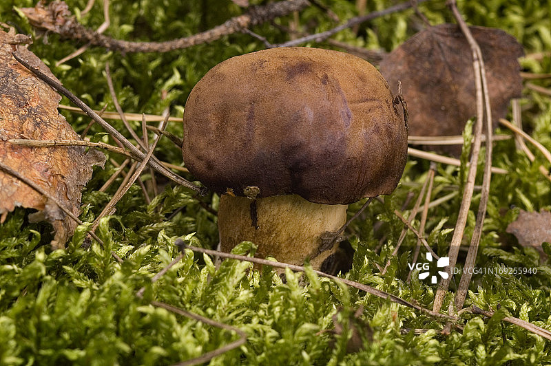 苔藓中的野生蘑菇图片素材