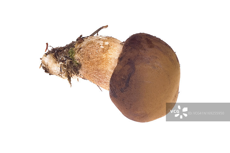 野生蘑菇图片素材