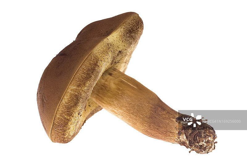 野生蘑菇图片素材