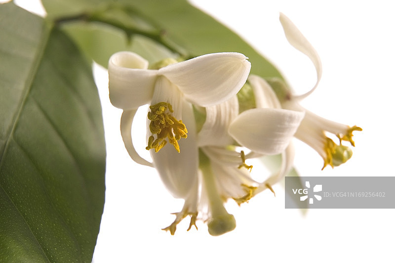 盛开的柠檬树图片素材