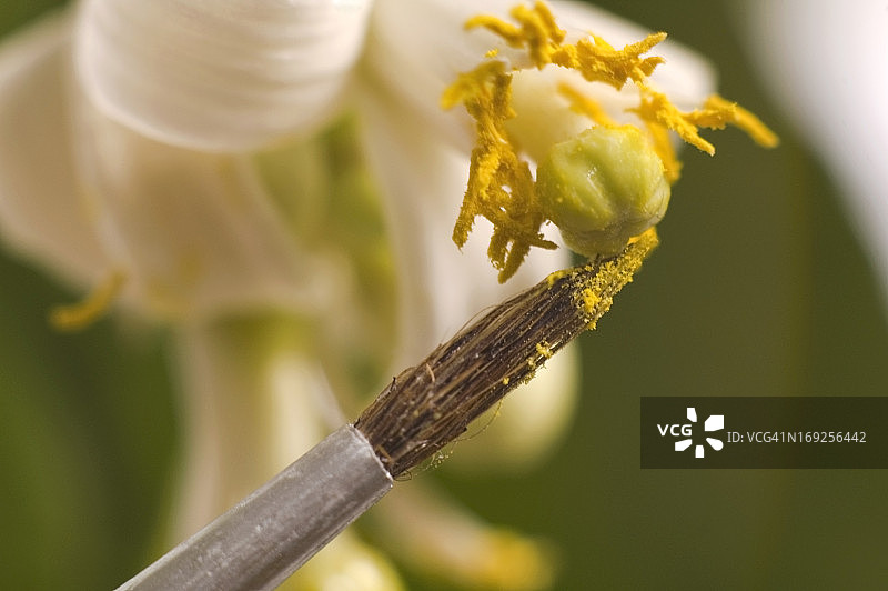 柠檬树体外花粉图片素材