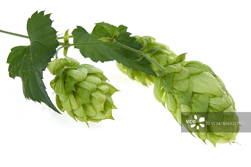 白色背景下的啤酒花锥和叶子细节图片素材