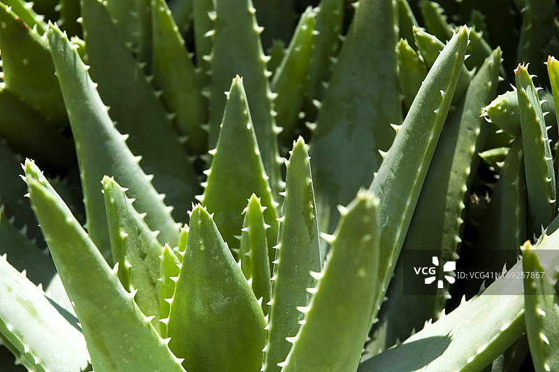 芦荟植物的绿叶图片素材