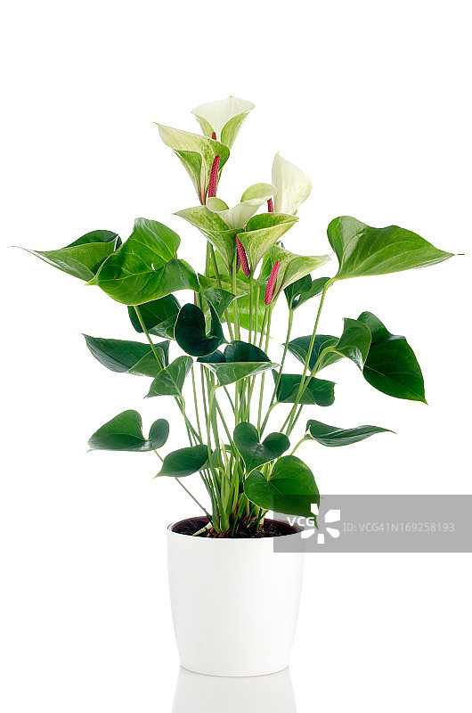 美丽的红掌花图片素材