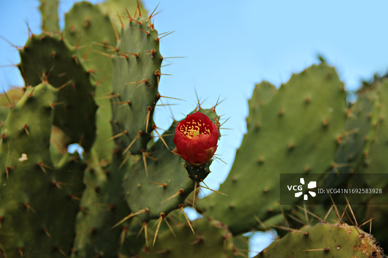 仙人掌特写图片素材