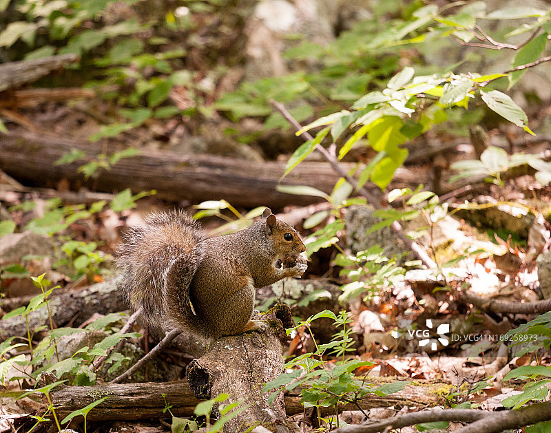 森林里的小松鼠图片素材