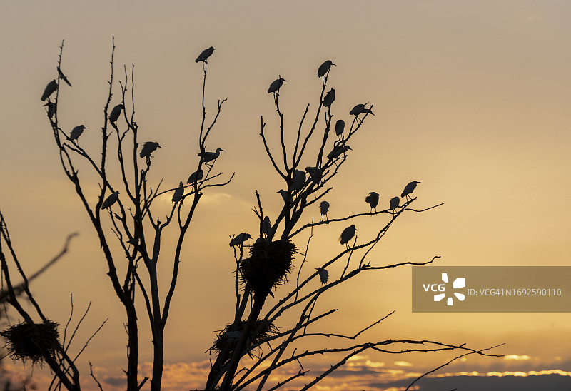 鸟类特写图片素材