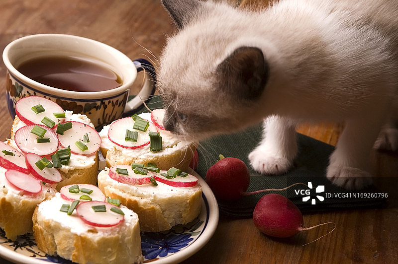 可爱的小猫和早餐图片素材