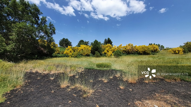 埃特纳火山国家公园的火山景观，有熔岩石、桦树和苏格兰金雀花，西西里岛图片素材