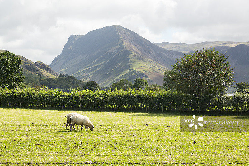 在巴特米尔湖区附近吃草的羊群图片素材