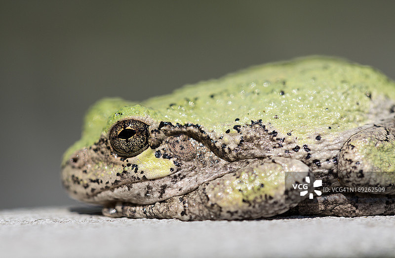 牛蛙或青蛙的眼睛特写图片素材