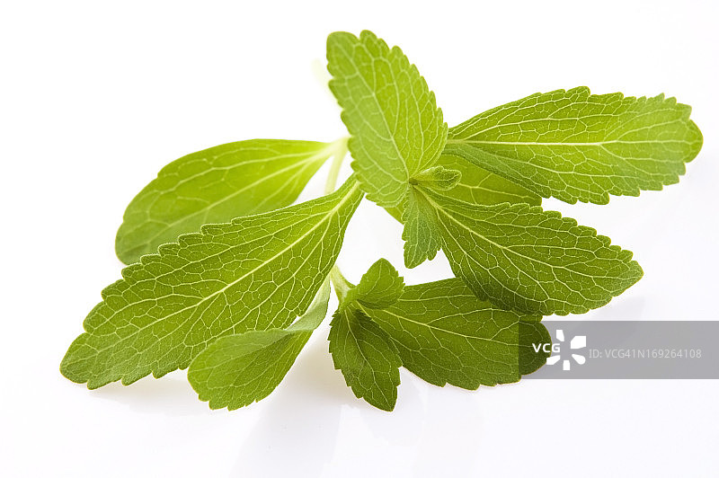 甜叶菊叶子，白色背景分离图片素材
