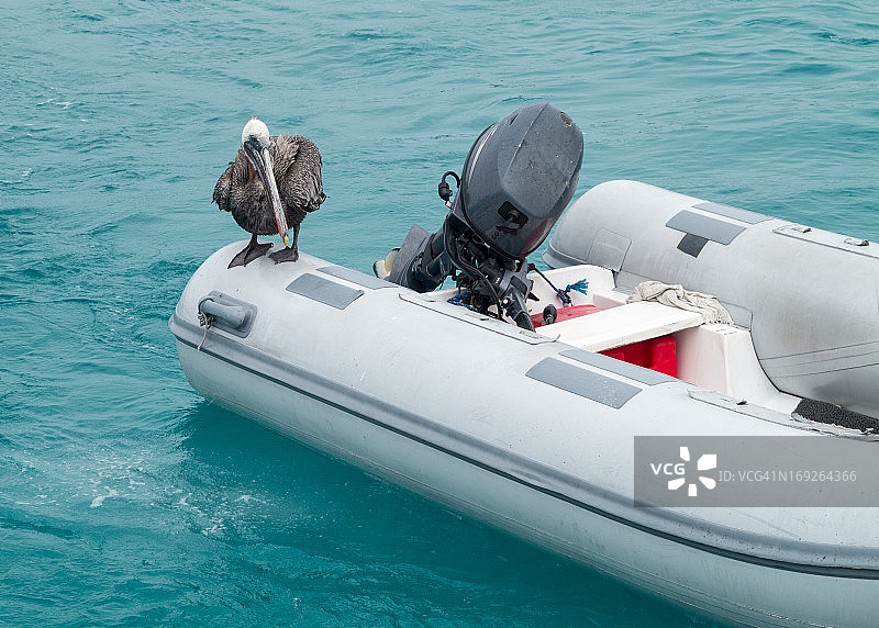 坐在充气筏上的加拉帕戈斯鹈鹕图片素材