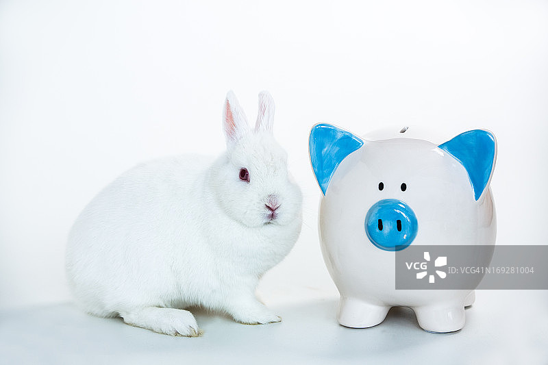 白色兔子坐在蓝白小猪储蓄罐旁图片素材