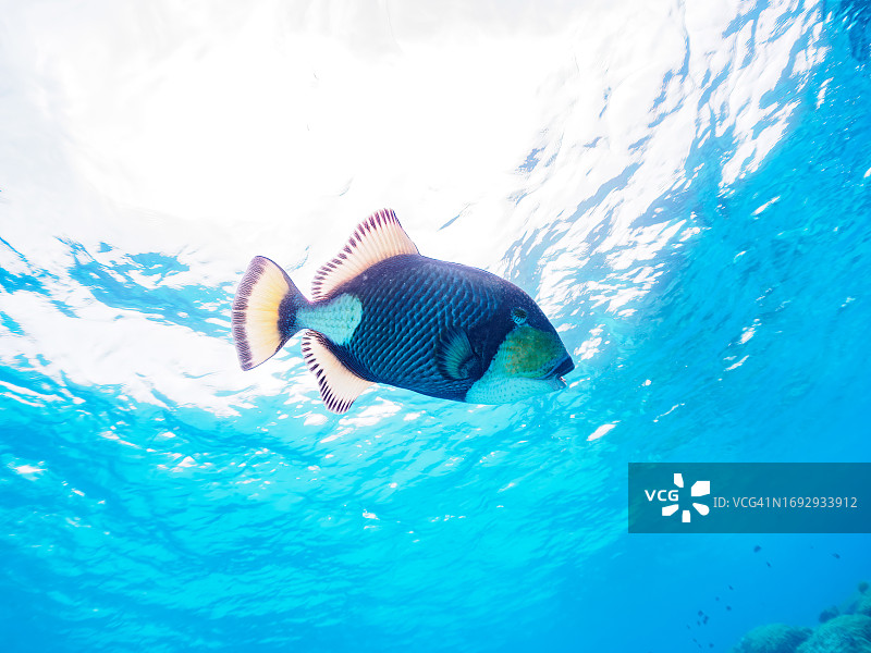 日本冲绳座间味岛嘉比岛海滩的珊瑚礁与鳞鲀等图片素材