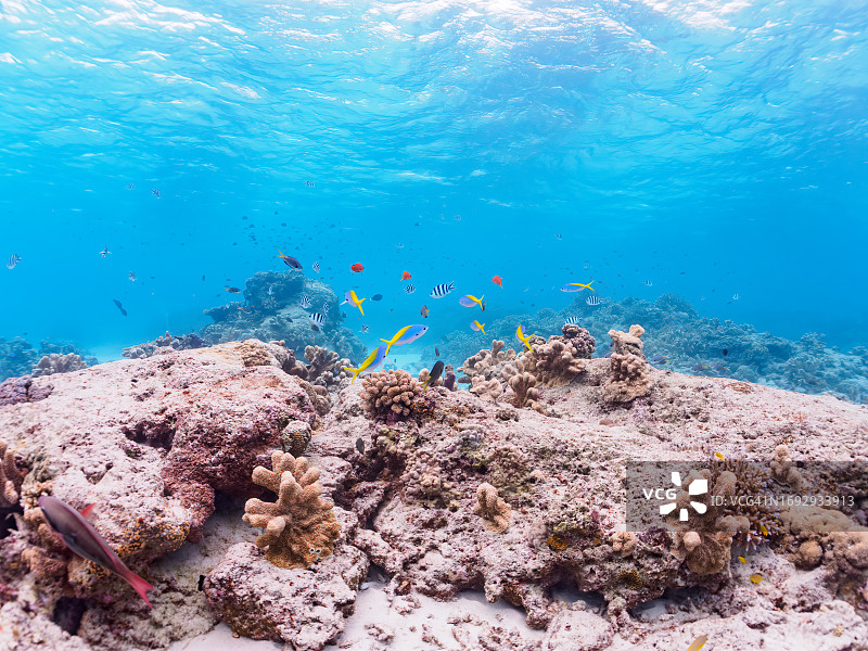 日本冲绳座间味岛美丽鱼群与珊瑚礁图片素材