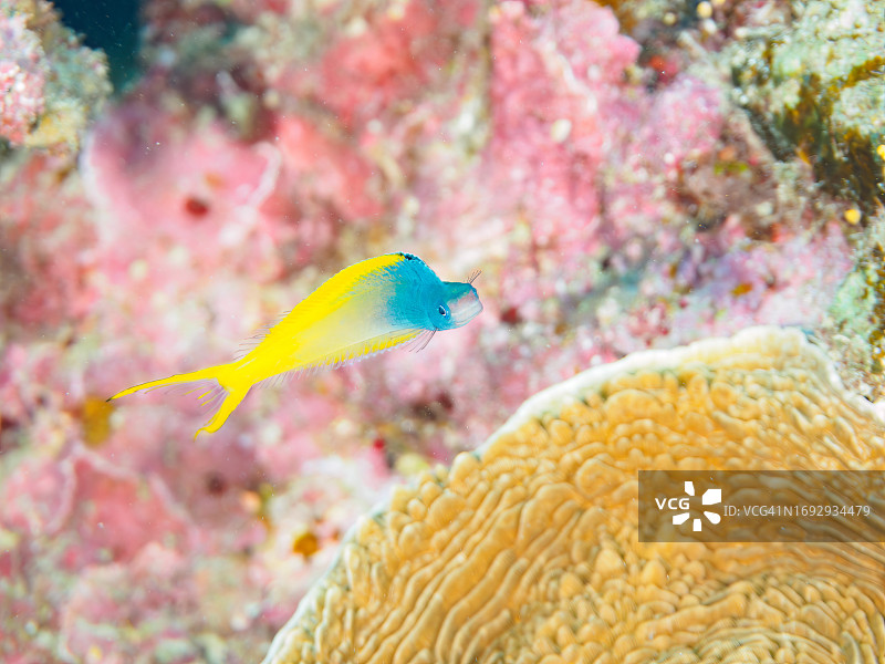 冲绳县座间味岛卧蛇岛海滩的美丽双色鳚和其他生物，拍摄于2022年11月24日图片素材