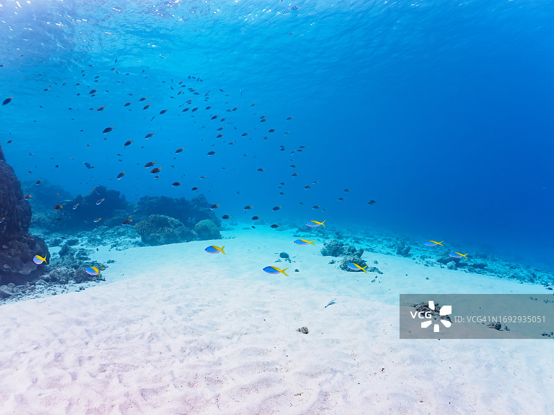 日本冲绳座间味岛美丽鱼群与珊瑚礁图片素材