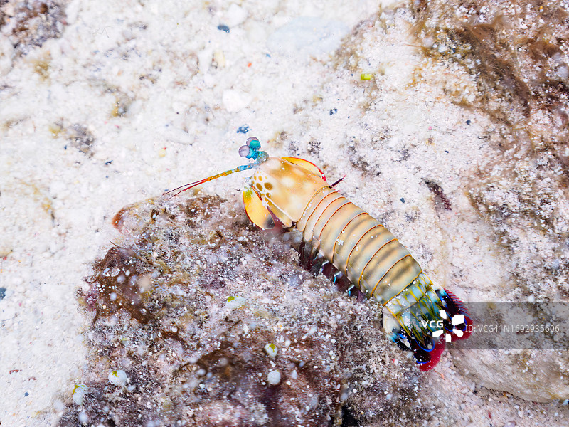 美丽的孔雀螳螂虾与珊瑚礁，日本冲绳县座间味岛图片素材